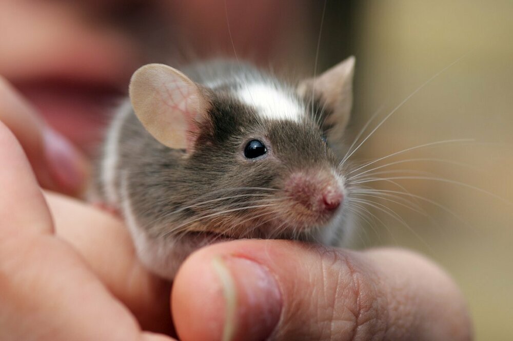 325305-1600x1066-adorable-pet-mouse-names.thumb.jpg.e4e752b7f2e94c42464ab0c01f6192f4.jpg
